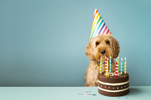 Happy Birthday Images with Dogs