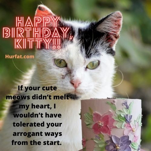 Happy Birthday Cat Wishes