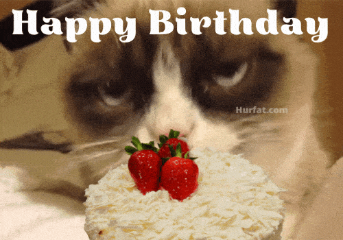 Happy Birthday Cat GIFs