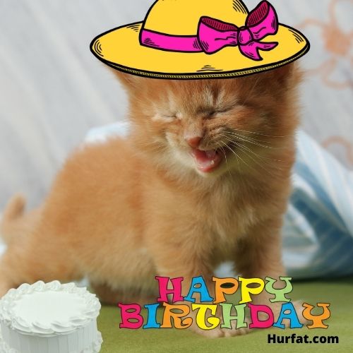 Happy Birthday Cat Funny