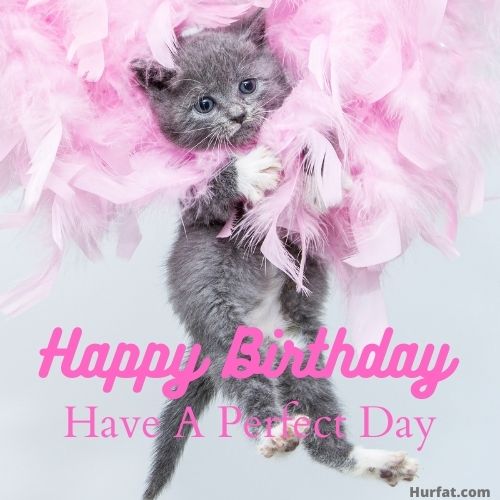 Happy Birthday Cat Meme