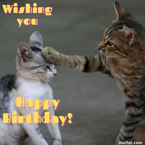 Happy Birthday Wish Cat